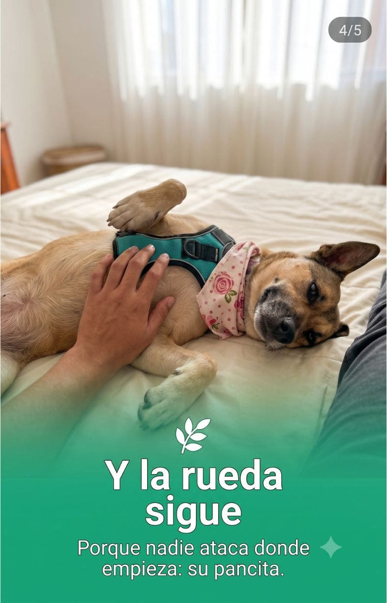 Y la rueda sigue